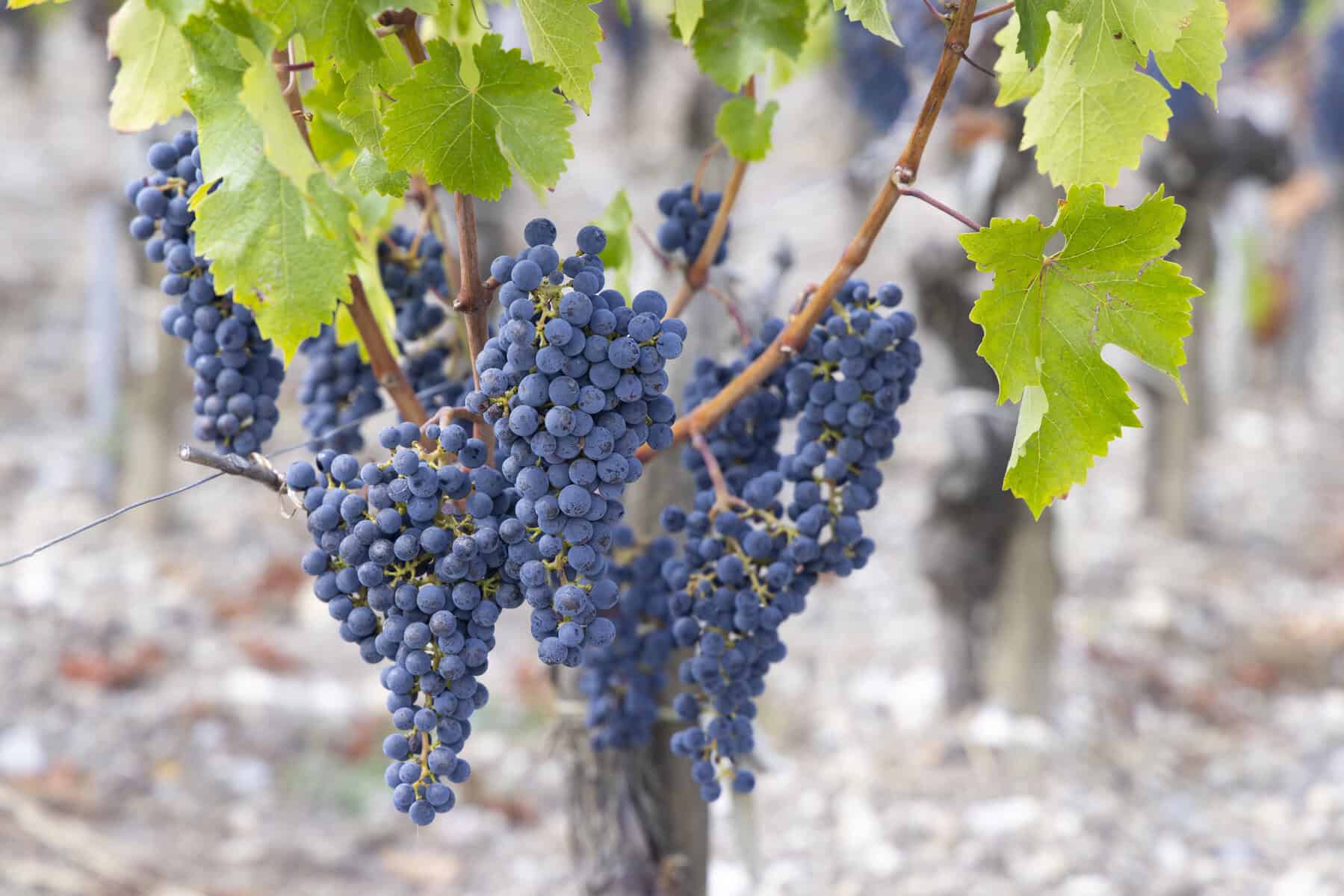 Cabernet Sauvignon druer hænger fra ranker på vinstok