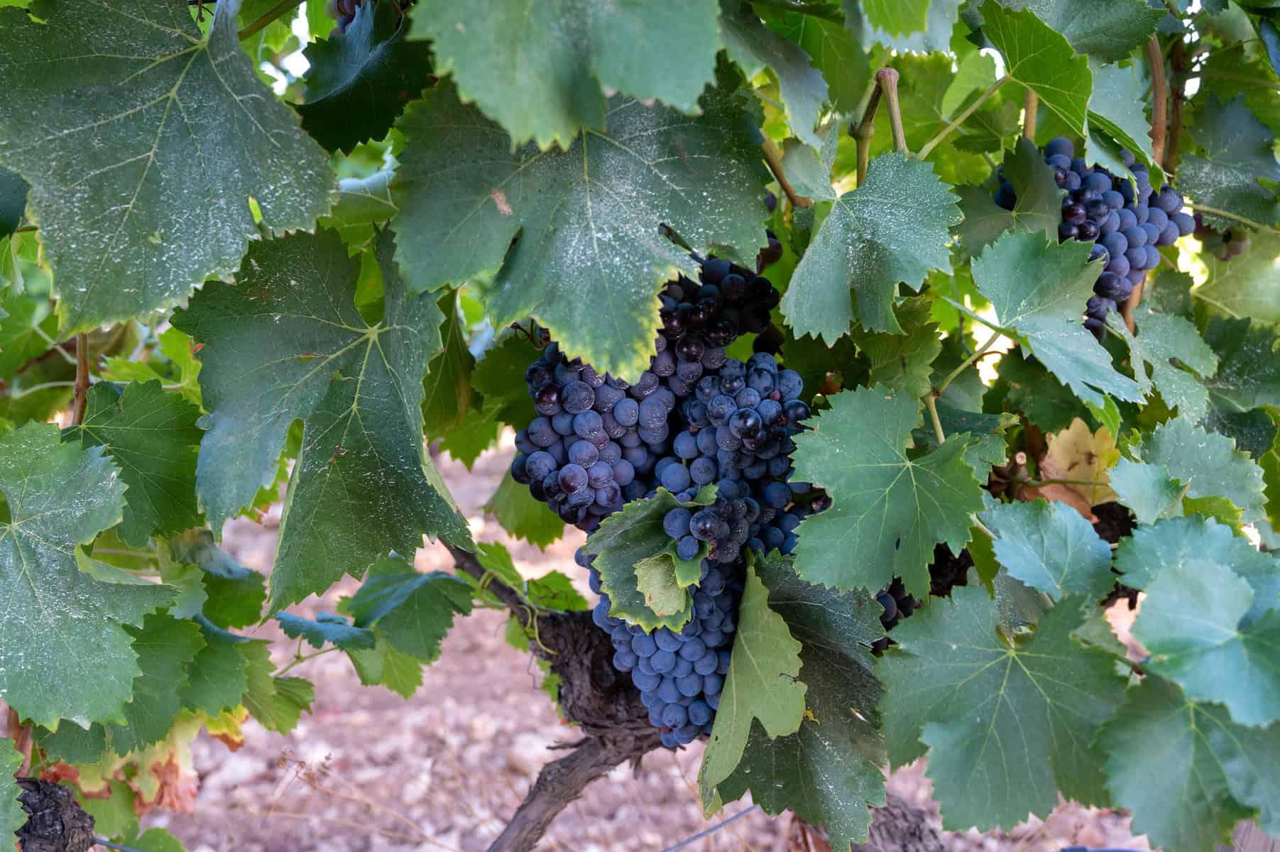 Grenache/Garnacha druer hænger fra ranker på vinstok