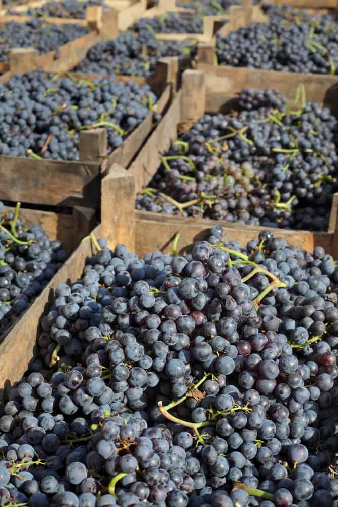 Modne Merlot druer i kasser til vinproduktion